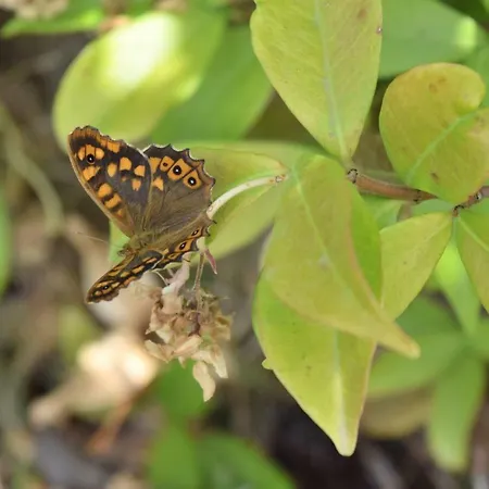 Battistina Costa Rei